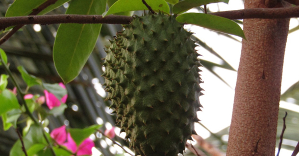 Pharmaceutical Companies Have Kept This Fruit Hidden...Everyone Should Know About This Cancer Treating Fruit - picture 2