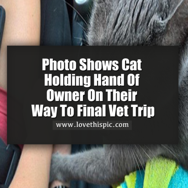 Photo Shows Cat Holding Hand Of Owner On Their Way To Final Vet Trip