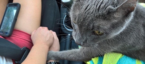 Photo Shows Cat Holding Hand Of Owner On Their Way To Final Vet Trip - picture 2