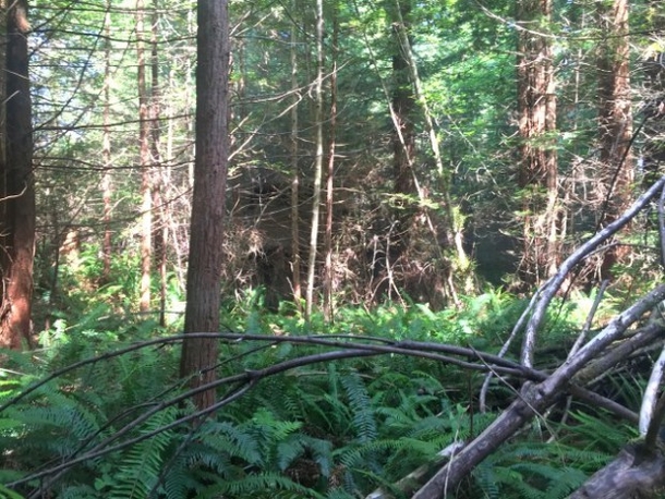 PICS: Forest Ranger Spots Hidden Cabin In Woods, Finds Creepy Mystery Inside - picture 2
