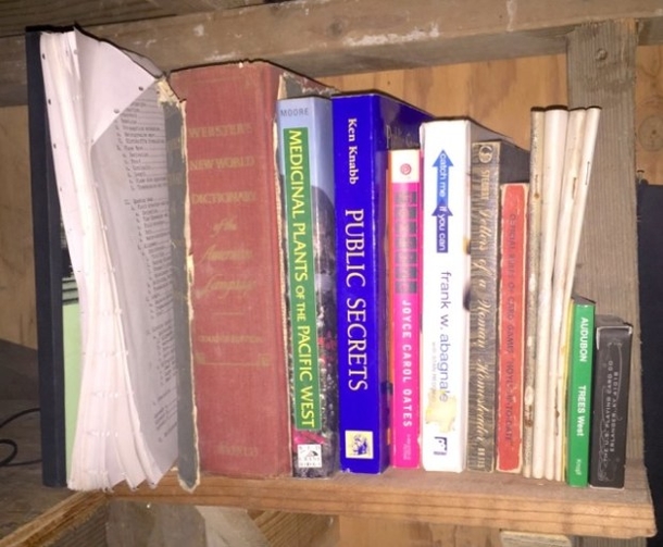 PICS: Forest Ranger Spots Hidden Cabin In Woods, Finds Creepy Mystery Inside - picture 6