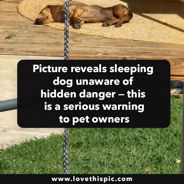 Picture reveals sleeping dog unaware of hidden danger — this is a serious warning to pet owners