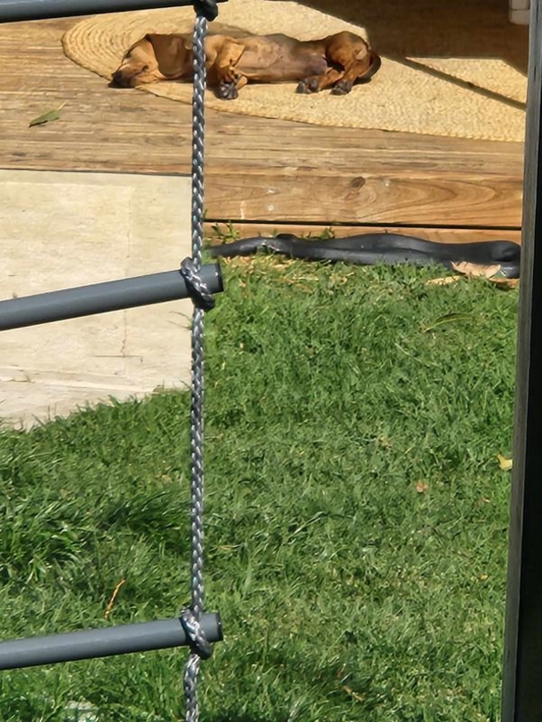 Picture reveals sleeping dog unaware of hidden danger — this is a serious warning to pet owners - picture 2