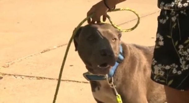Pit Bull Drags 8-Month-Old Baby Outside — Mom Terrified As She Looks Out Door - picture 2