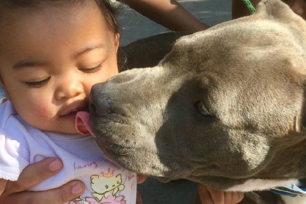 Pit Bull Drags 8-Month-Old Baby Outside — Mom Terrified As She Looks Out Door - picture 4