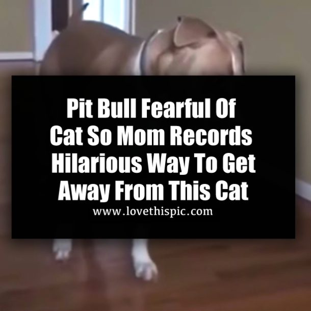 Pit Bull Fearful Of Cat So Mom Records Hilarious Way To Get Away From This Cat