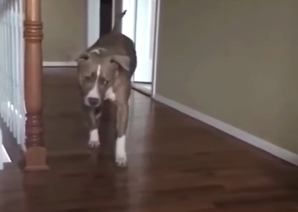 Pit Bull Fearful Of Cat So Mom Records Hilarious Way To Get Away From This Cat - picture 2