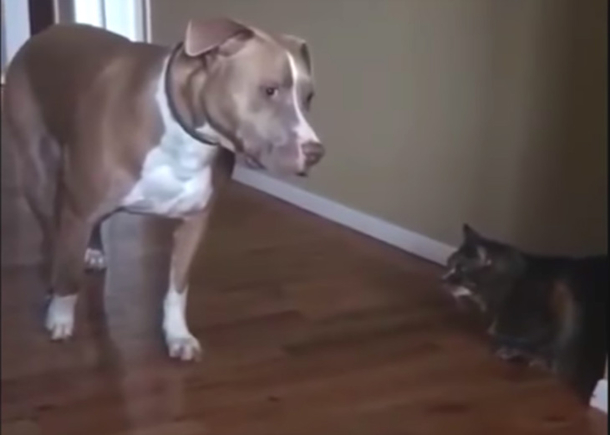 Pit Bull Fearful Of Cat So Mom Records Hilarious Way To Get Away From This Cat - picture 3