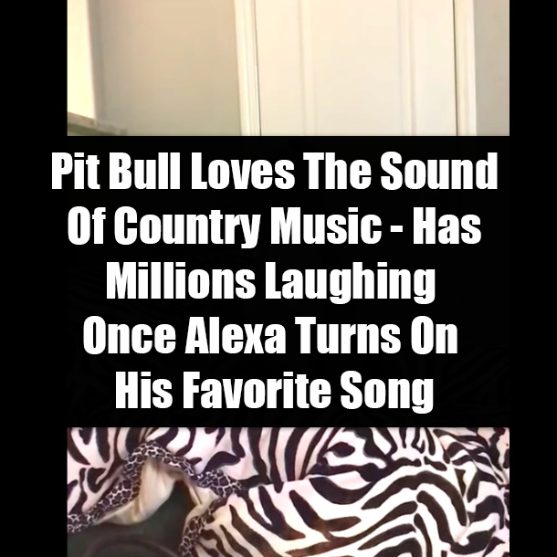 Pit Bull Loves The Sound Of Country Music - Has Millions Laughing Once Alexa Turns On His Favorite Song