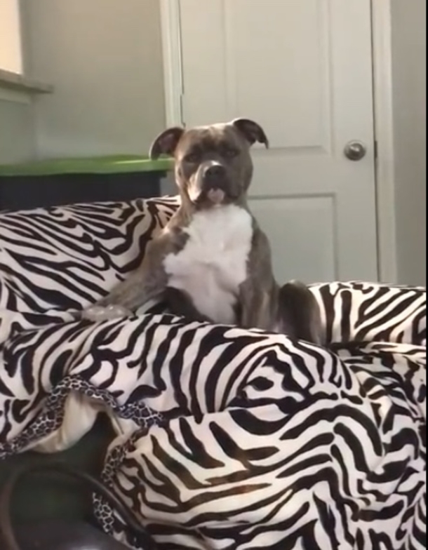 Pit Bull Loves The Sound Of Country Music - Has Millions Laughing Once Alexa Turns On His Favorite Song - picture 2