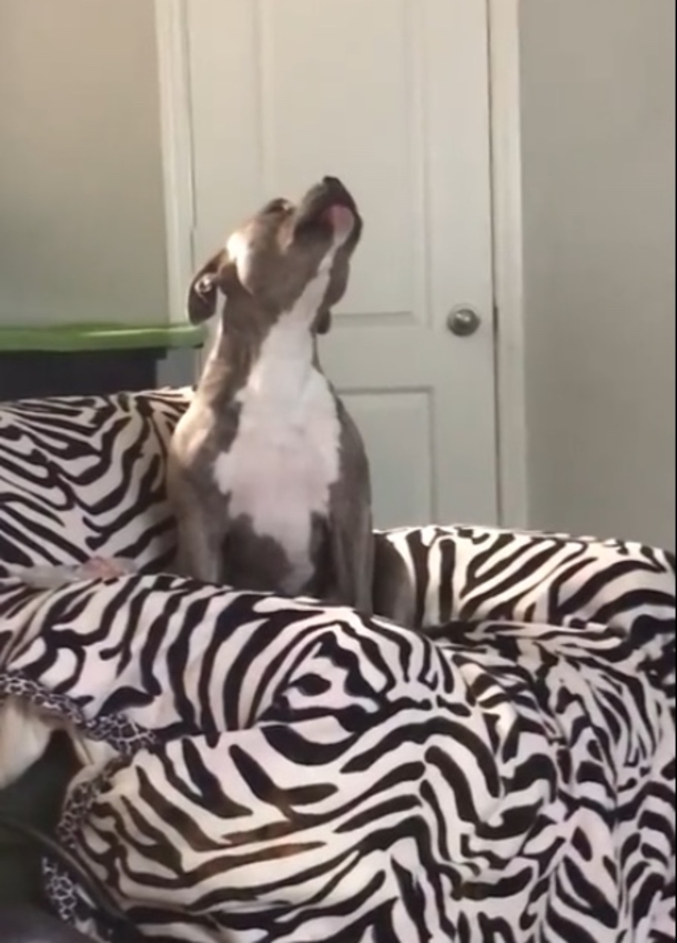 Pit Bull Loves The Sound Of Country Music - Has Millions Laughing Once Alexa Turns On His Favorite Song - picture 3