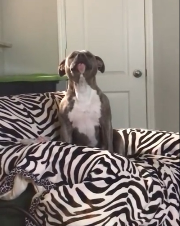 Pit Bull Loves The Sound Of Country Music - Has Millions Laughing Once Alexa Turns On His Favorite Song - picture 4