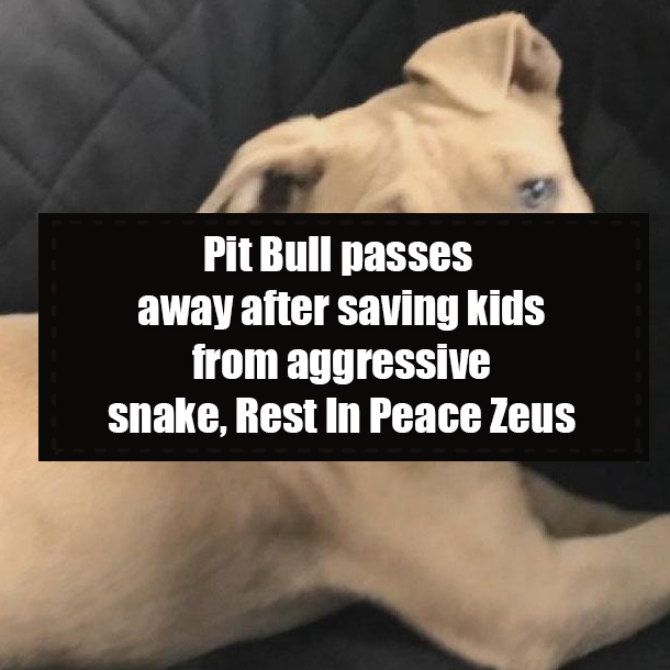 Pit Bull passes away after saving kids from aggressive snake, Rest In Peace Zeus