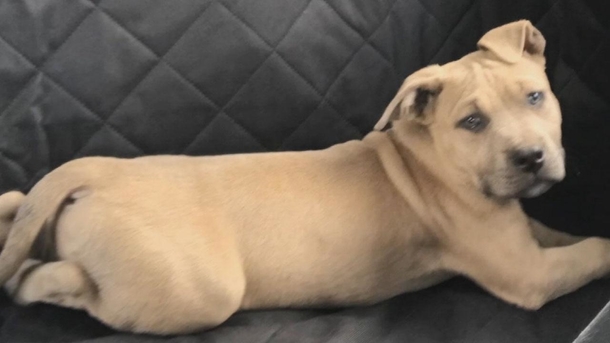 Pit Bull passes away after saving kids from aggressive snake, Rest In Peace Zeus - picture 2