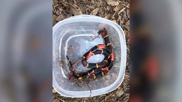 Pit Bull passes away after saving kids from aggressive snake, Rest In Peace Zeus - picture 3