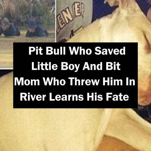 Pit Bull Who Saved Little Boy And Bit Mom Who Threw Him In River Learns His Fate