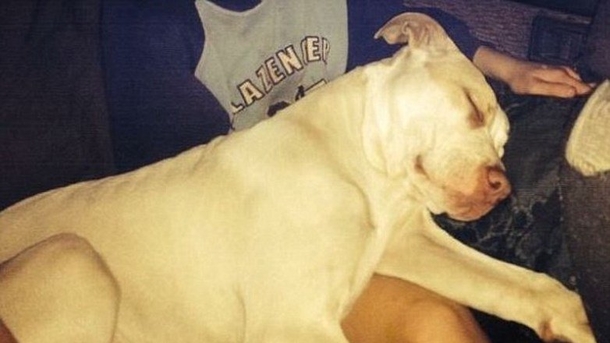 Pit Bull Who Saved Little Boy And Bit Mom Who Threw Him In River Learns His Fate - picture 2