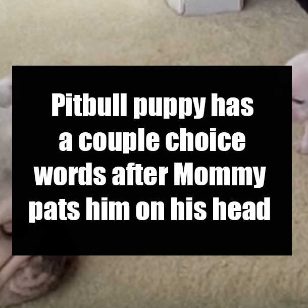 Pitbull puppy has a couple choice words after Mommy pats him on his head