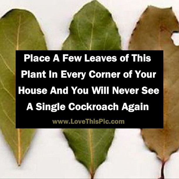Place A Few Leaves Of This Plant In Each Corner of Your Home, You'll Never See A Single Cockroach Again