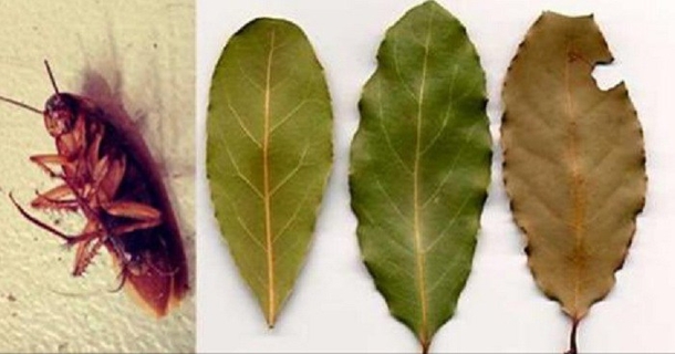 Place A Few Leaves Of This Plant In Each Corner of Your Home, You'll Never See A Single Cockroach Again - picture 2