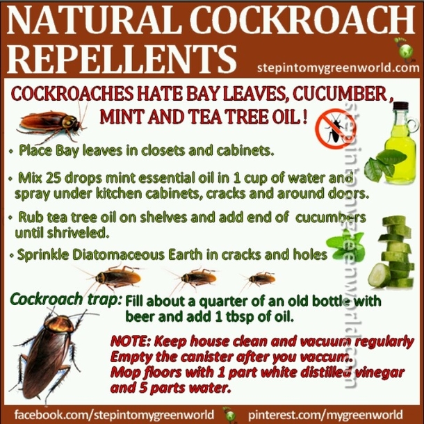 Place A Few Leaves Of This Plant In Each Corner of Your Home, You'll Never See A Single Cockroach Again - picture 3