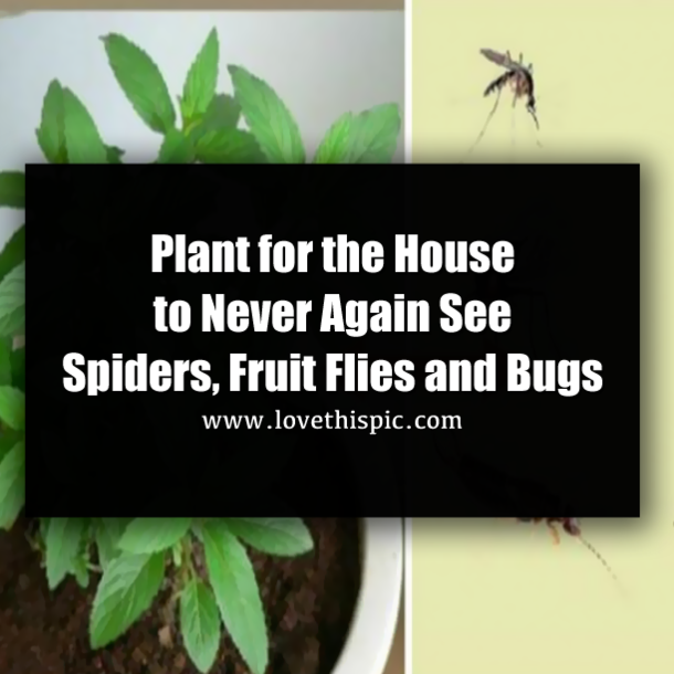 Plant for the House to Never Again See Spiders, Fruit Flies and Bugs