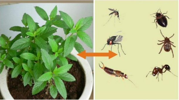 Plant for the House to Never Again See Spiders, Fruit Flies and Bugs - picture 2