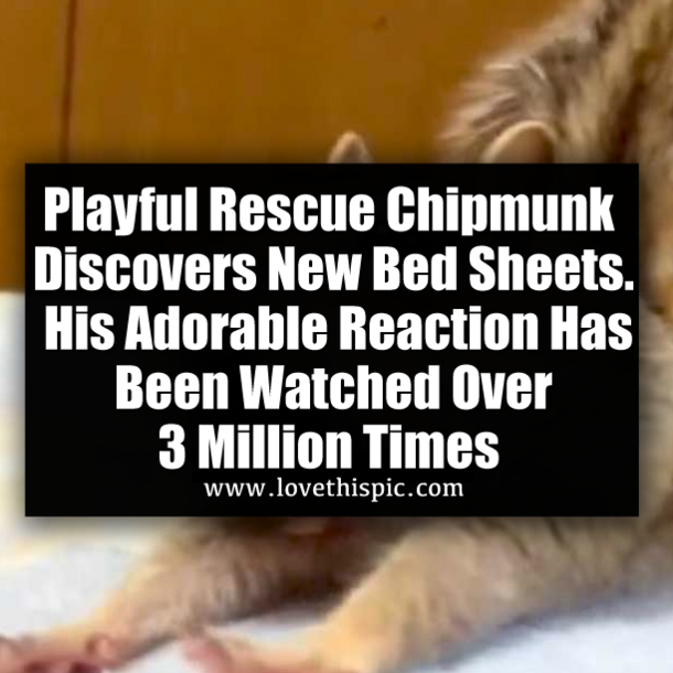 Playful Rescue Chipmunk Discovers New Bed Sheets. His Adorable Reaction Has Been Watched Over 3 Million Times