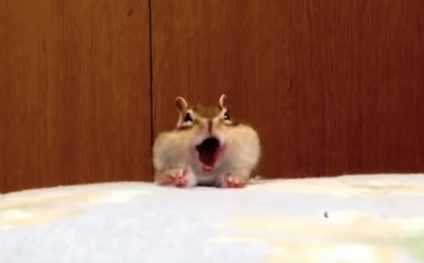 Playful Rescue Chipmunk Discovers New Bed Sheets. His Adorable Reaction Has Been Watched Over 3 Million Times - picture 2