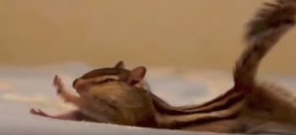 Playful Rescue Chipmunk Discovers New Bed Sheets. His Adorable Reaction Has Been Watched Over 3 Million Times - picture 3
