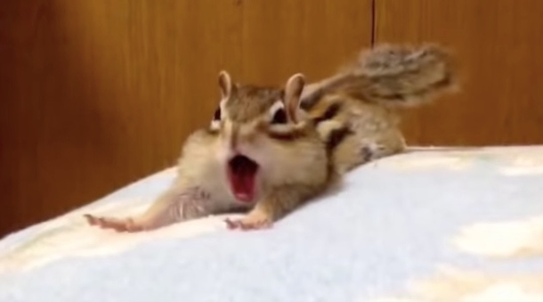 Playful Rescue Chipmunk Discovers New Bed Sheets. His Adorable Reaction Has Been Watched Over 3 Million Times - picture 4