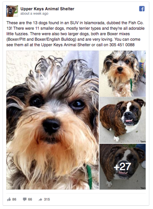 Police Hear Painful Barking Coming From Vehicle, Their Hearts Break When They See Inside - picture 3
