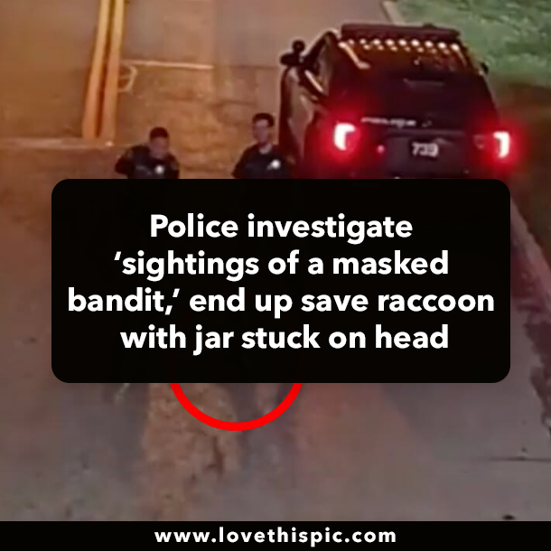 Police investigate ‘sightings of a masked bandit,’ end up save raccoon with jar stuck on head