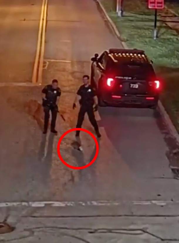 Police investigate ‘sightings of a masked bandit,’ end up save raccoon with jar stuck on head - picture 2