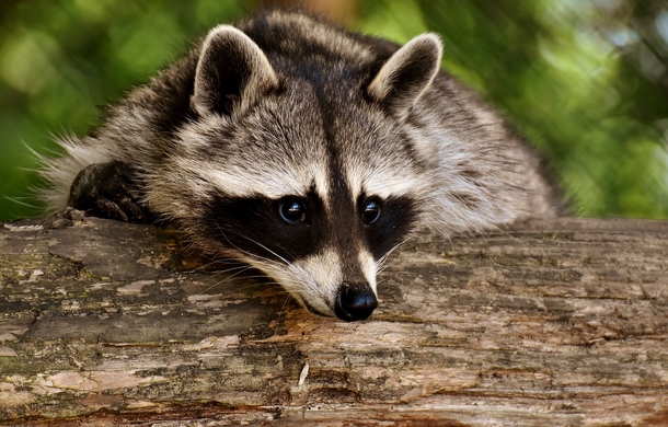 Police investigate ‘sightings of a masked bandit,’ end up save raccoon with jar stuck on head - picture 3