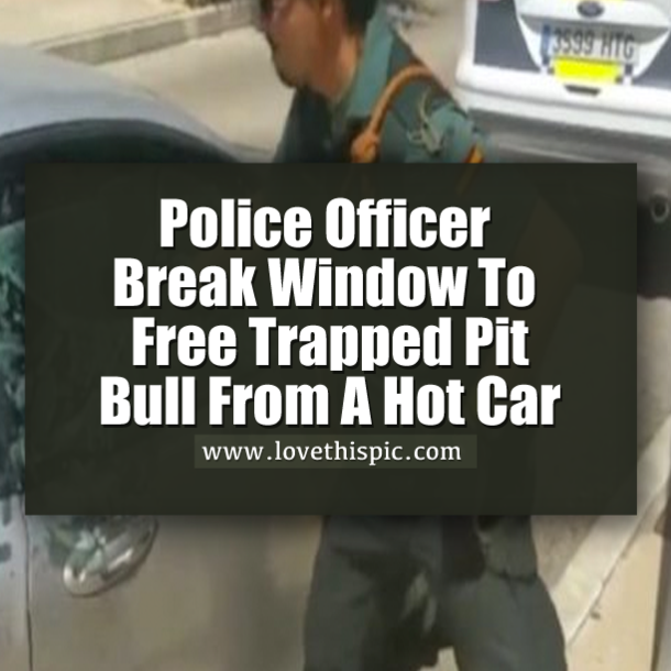 Police Officer Break Window To Free Trapped Pit Bull From A Hot Car