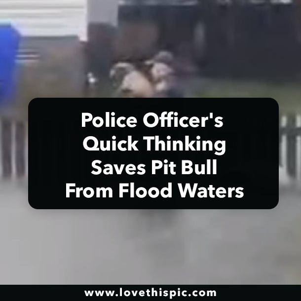 Police Officer's Quick Thinking Saves Pit Bull From Flood Waters