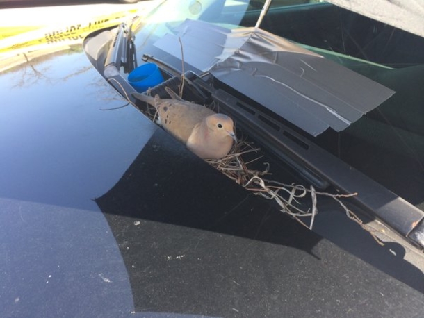 Police Officers Taped A Purple Umbrella To Their Cruiser. The Reason Why Is Incredible - picture 3
