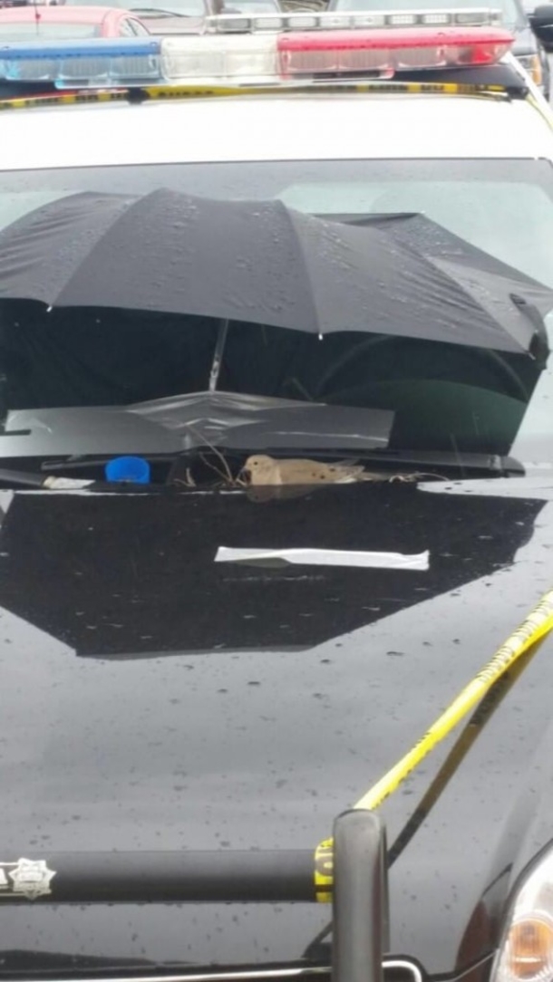 Police Officers Taped A Purple Umbrella To Their Cruiser. The Reason Why Is Incredible - picture 6