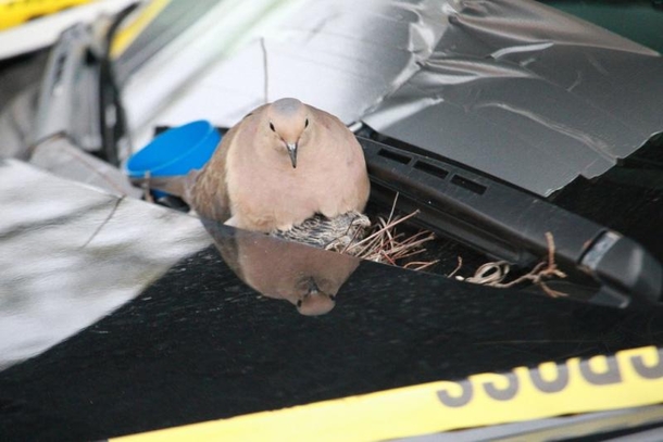Police Officers Taped A Purple Umbrella To Their Cruiser. The Reason Why Is Incredible - picture 7