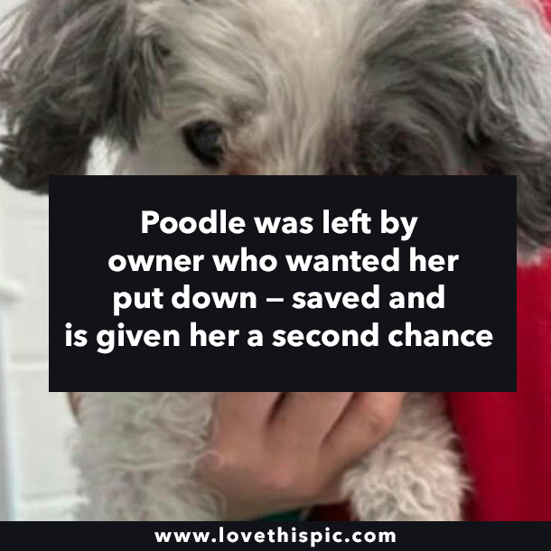 Poodle was left by owner who wanted her put down — saved and is given her a second chance