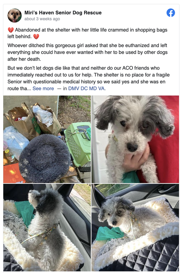 Poodle was left by owner who wanted her put down — saved and is given her a second chance - picture 2