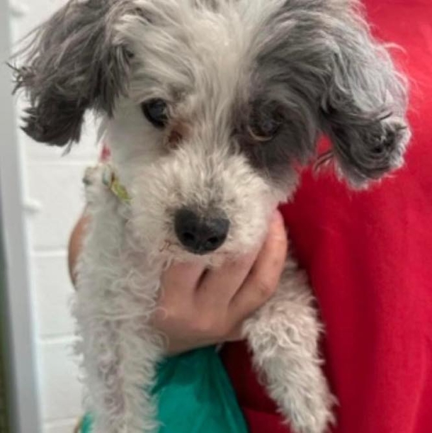 Poodle was left by owner who wanted her put down — saved and is given her a second chance - picture 3
