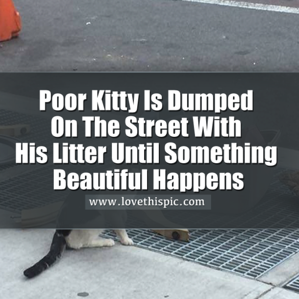 Poor Kitty Is Dumped On The Street With His Litter Until Something Beautiful Happens