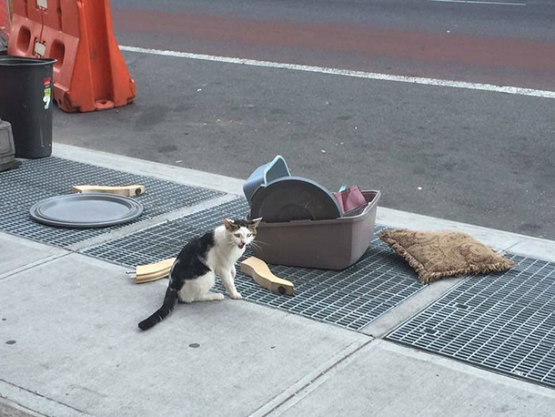 Poor Kitty Is Dumped On The Street With His Litter Until Something Beautiful Happens - picture 2