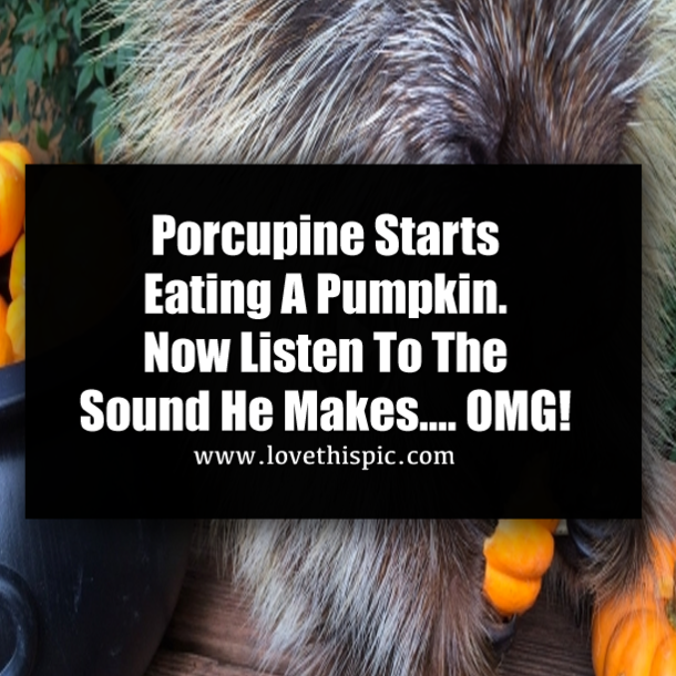 Porcupine Starts Eating A Pumpkin. Now Listen To The Sound He Makes…. OMG!
