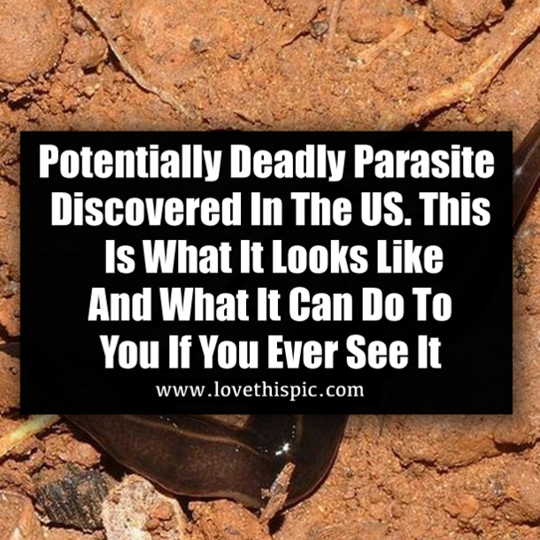 Potentially Deadly Parasite Discovered In The US. This Is What It Looks Like And What It Can Do To You If You Ever See It