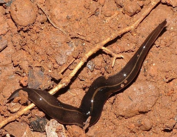 Potentially Deadly Parasite Discovered In The US. This Is What It Looks Like And What It Can Do To You If You Ever See It - picture 3