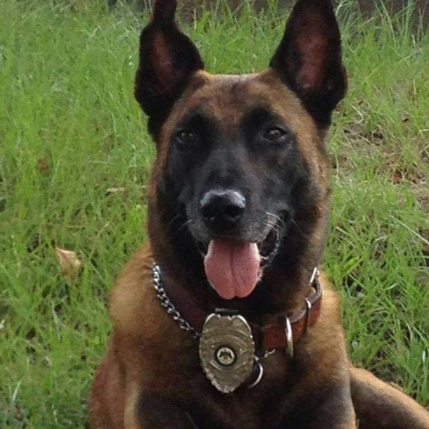 Powerful Photo Shows Cop Saying Goodbye To His K-9 Partner For The Last Time - picture 2
