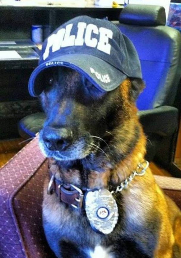 Powerful Photo Shows Cop Saying Goodbye To His K-9 Partner For The Last Time - picture 4